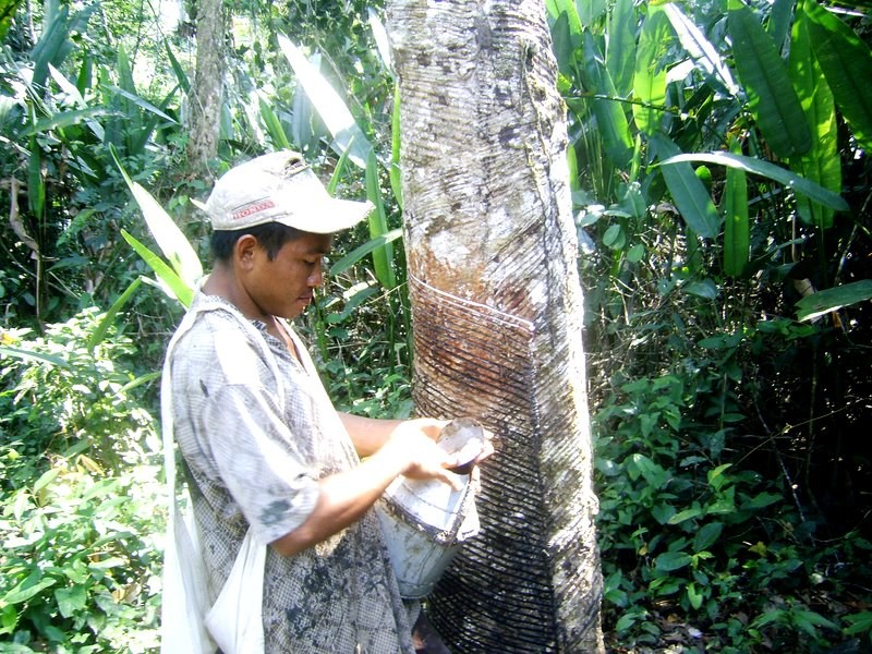 3- Latex sendo colhido.jpg